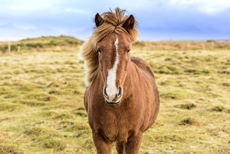Icelandic horse up close