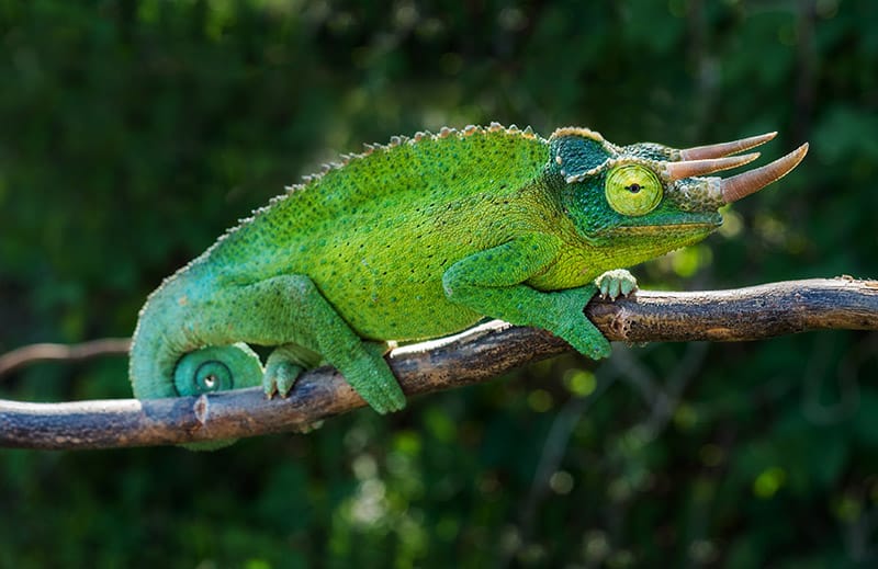 jackson's chameleon on the branch