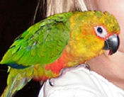 "Roxy", picture of a Jenday conure