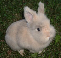 "Nikki" is referred to by her owners as a 'Dwarf Angora' !