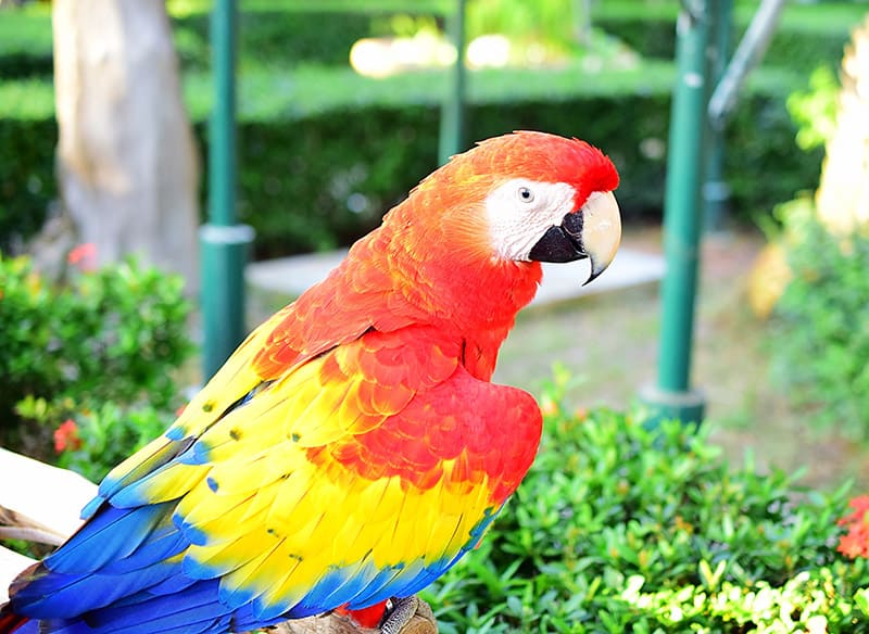 jubilee macaw bird