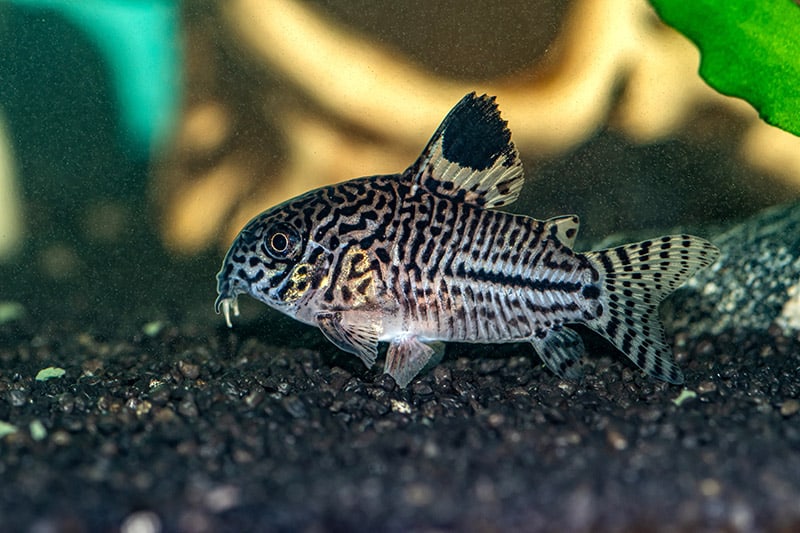 julii cory fish
