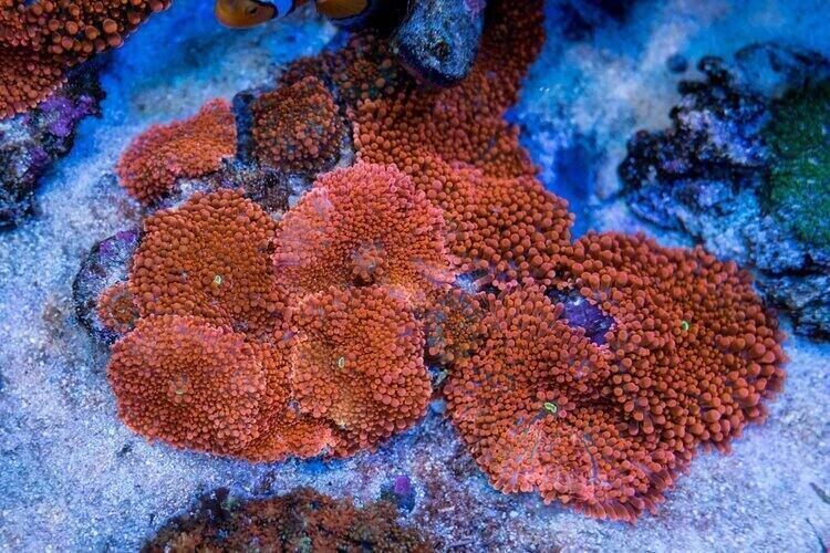 Knobby False Coral