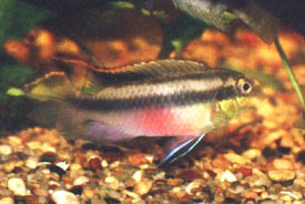 Kribensis (female) Pelvicachromis pulcher