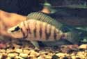 Click for more info on Compressed Cichlid