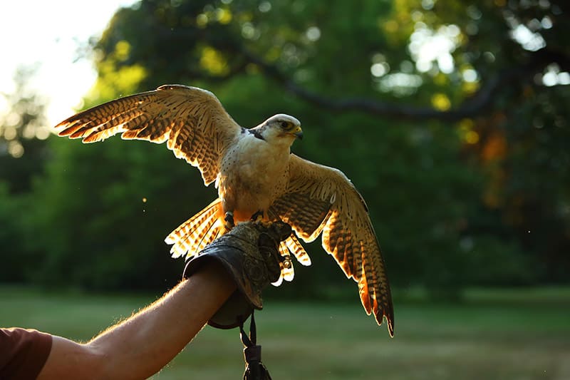 lanner falcon on a man's hand