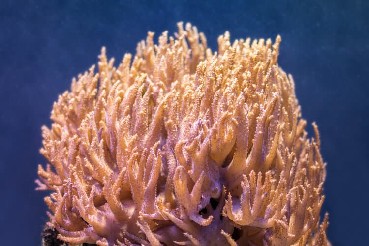 Leather coral, spaghetti finger coral, soft rasta leather coral
