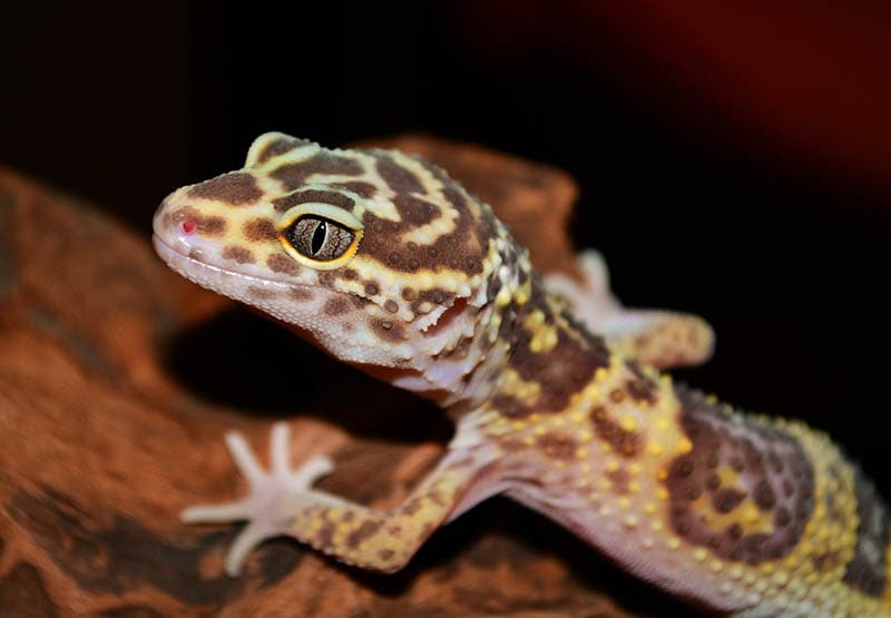 leopard gecko close up