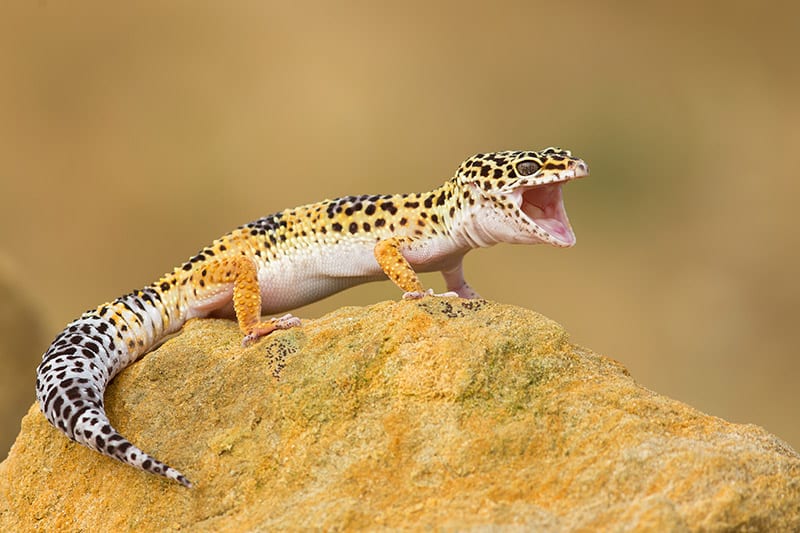 Leopard gecko on a rock