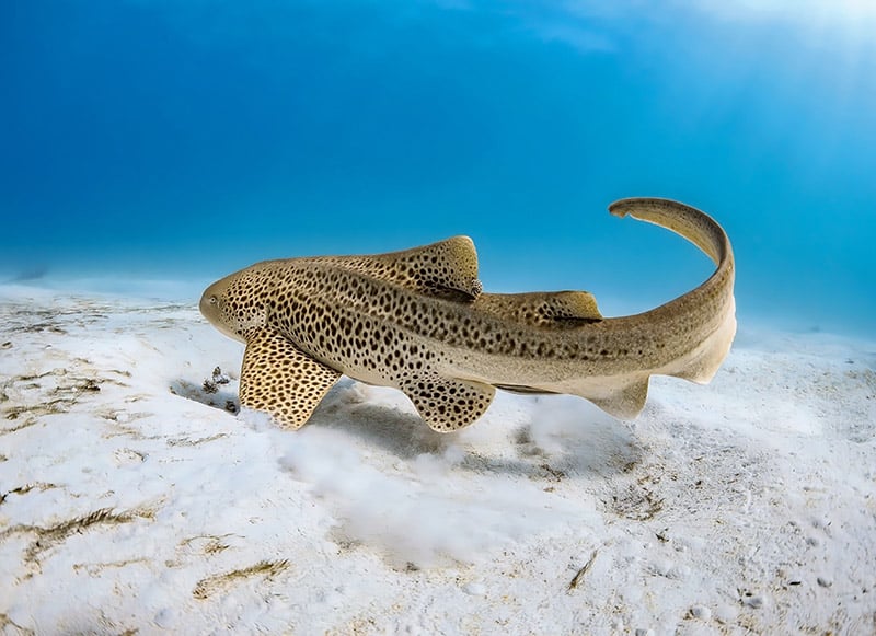 leopard shark at the bottom of the ocean