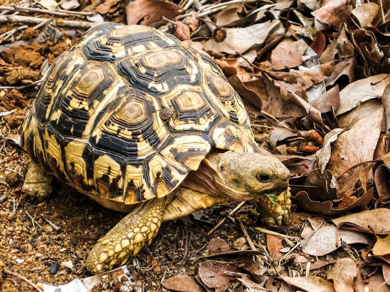 leopard tortoise walking on dried leaves
