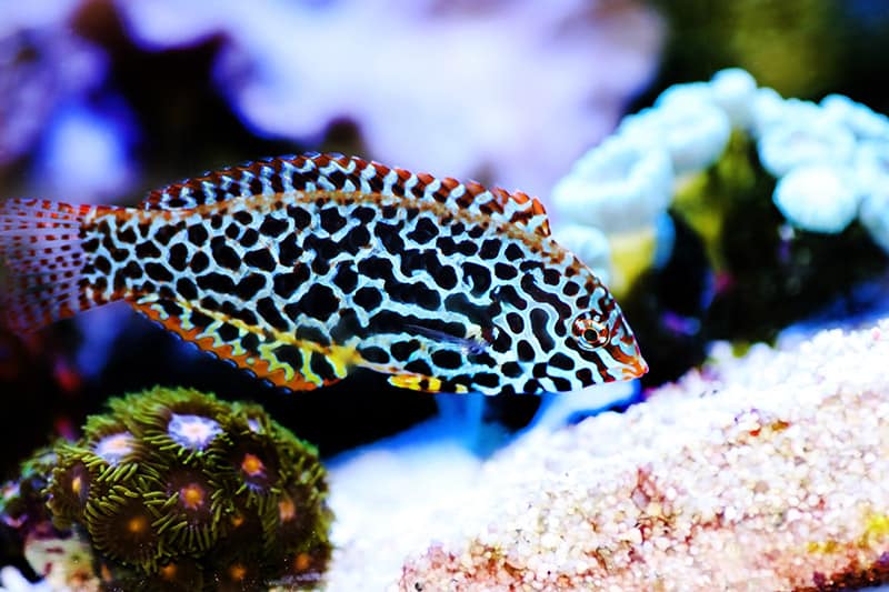 Leopard wrasse fish in coral ree