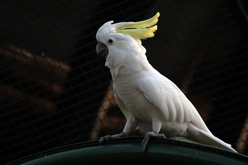 lessor sulphur-crested Cockatoo bird