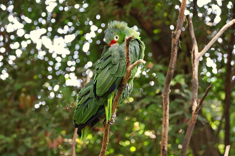 Lilacine amazon parrot in the tree