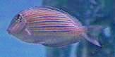 Picture of a Clown Tang, Lined Tang, or Blue-lined Surgeonfish - Acanthurus lineatus