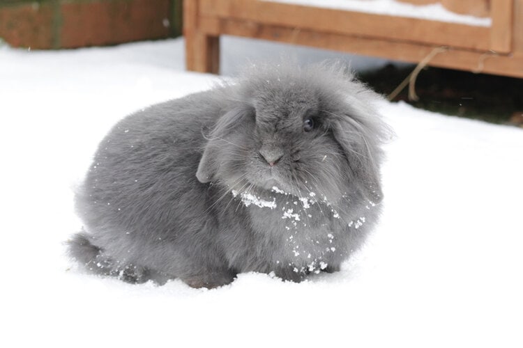 lionhead-lop in the snow