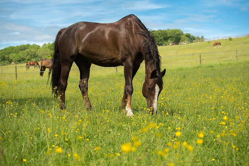 Liver chestnut horse grazing in the grassfield