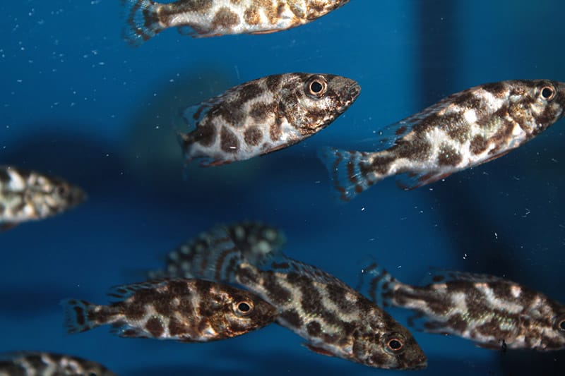 Livingston's Cichlids in the aquarium