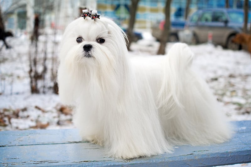 long hair maltese dog in winter outdoors