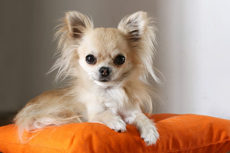 Longhaired chihuahua