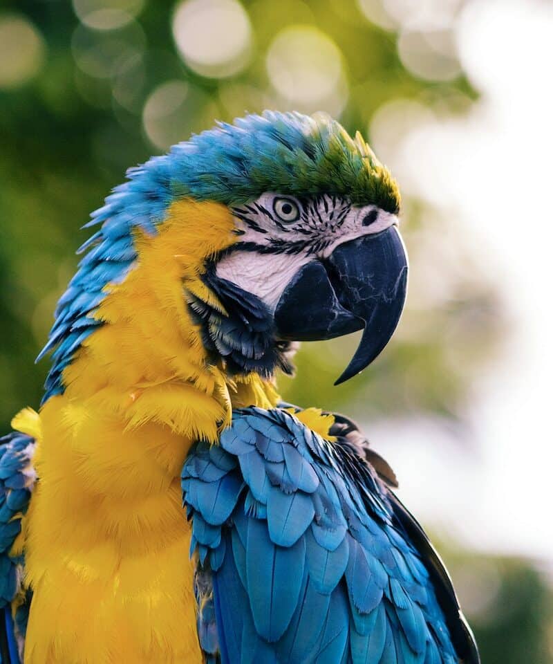 close up of a yellow and blue macaw