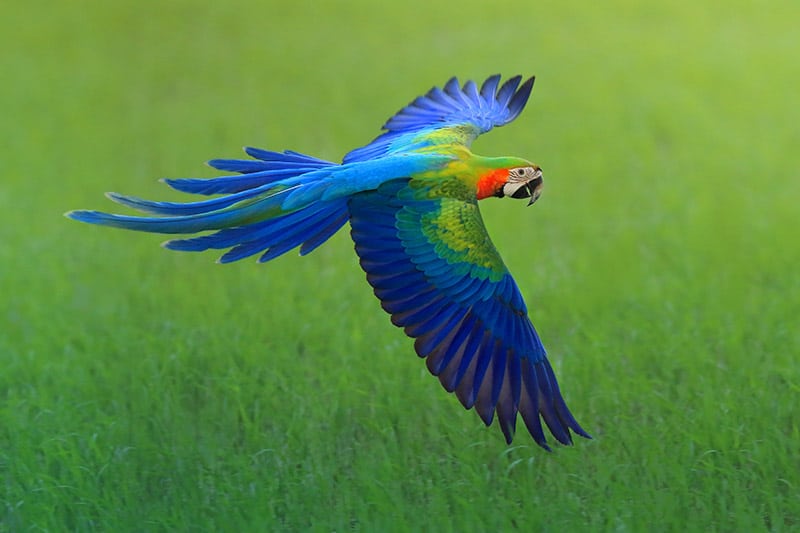 macaw bird flying