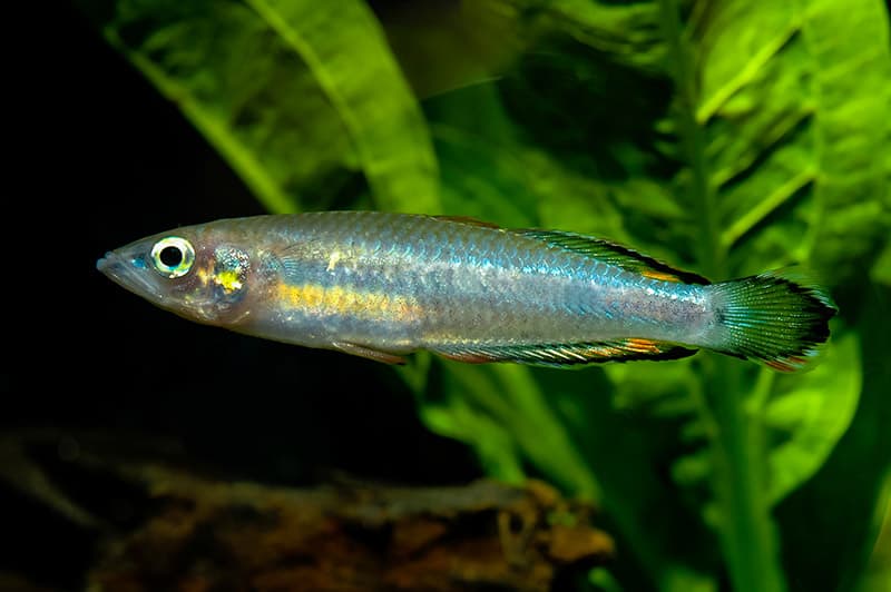 madagascar rainbowfisg or Red Tailed Silverside fish