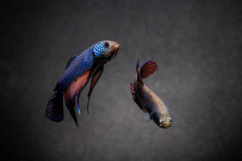 Male and female Betta fish