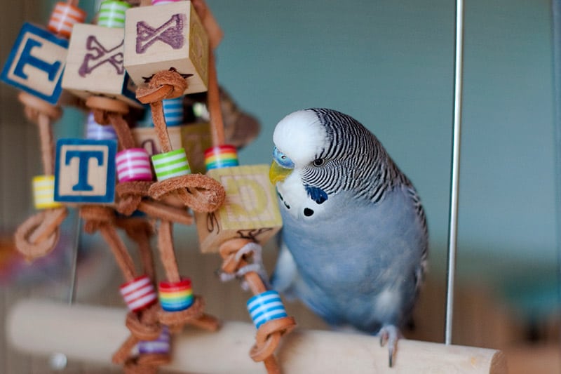 male blue budgie playing with a toy