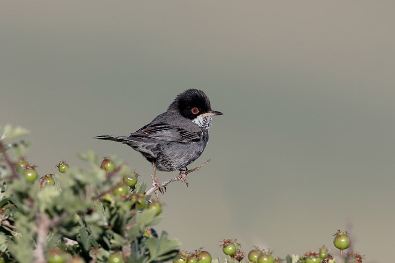male cyprus warbler perched