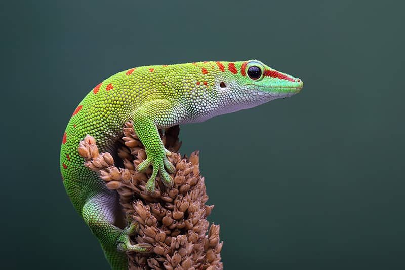 Male Day Gecko