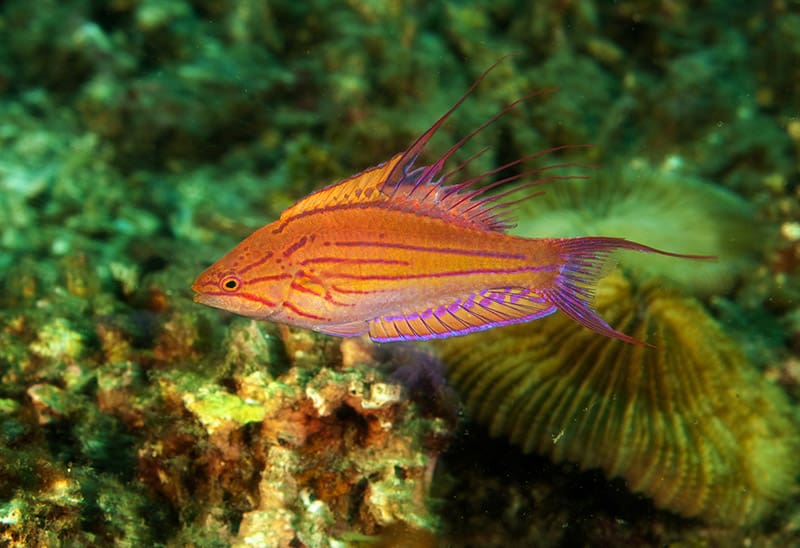 male Filamented flasher wrasse fish