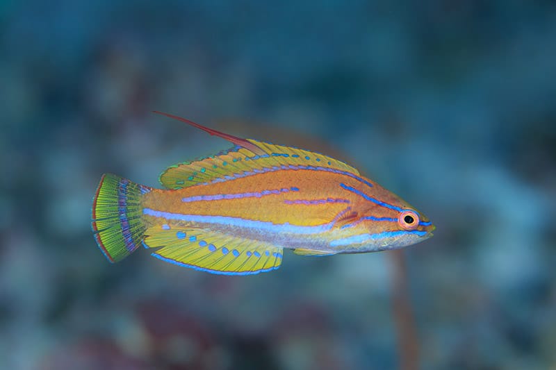 male flasher wrasse fish