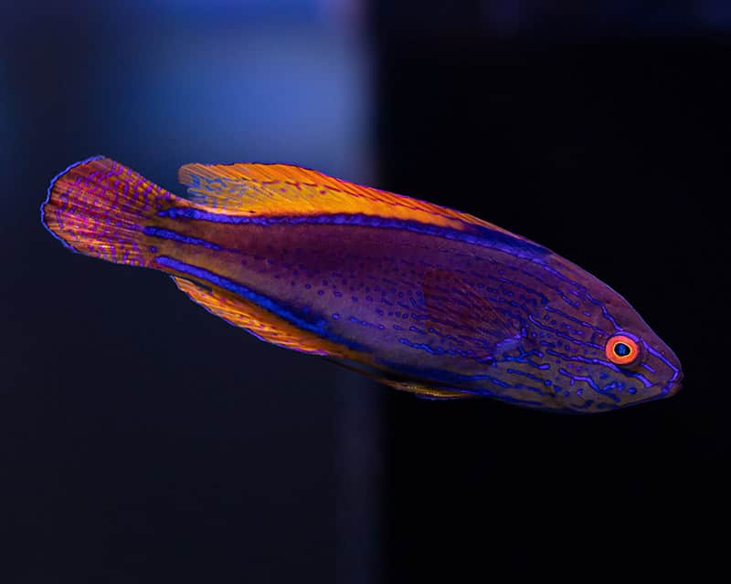 male Lineatus Fairy Wrasse fish