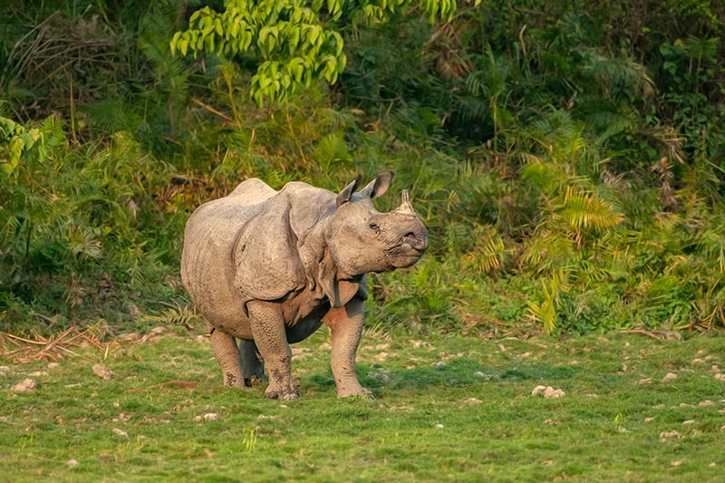 male one horned rhinoceros in Kaziranga national park