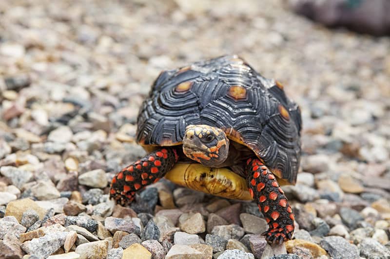 male Red-Footed Tortoise 