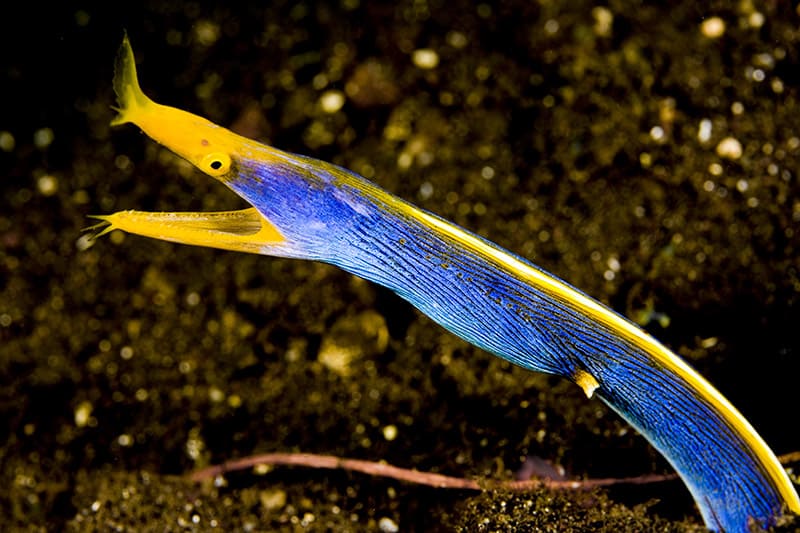 Male Ribbon eel