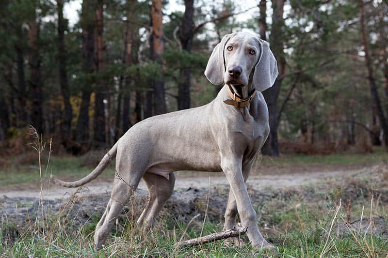 male silver weimaraner dog