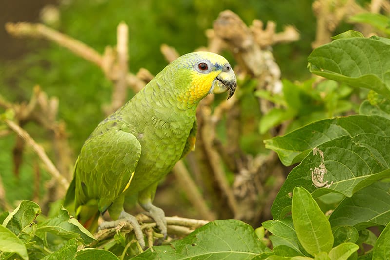 Male Yellow Crowned Amazon Parrot