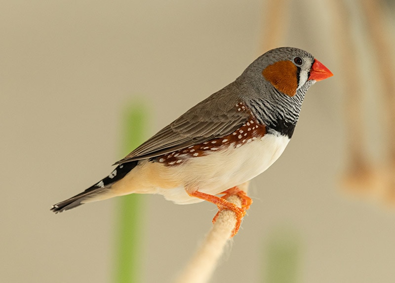 male zebra finch perched on a rope