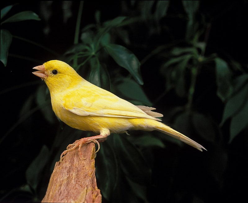 Malinois Canary bird perched