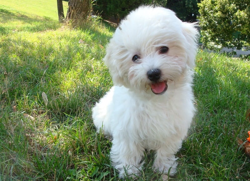 maltese dog on the grass