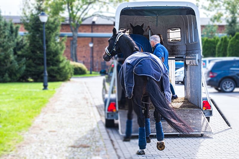 man-guiding-horse-to-the-trailer-for-travel