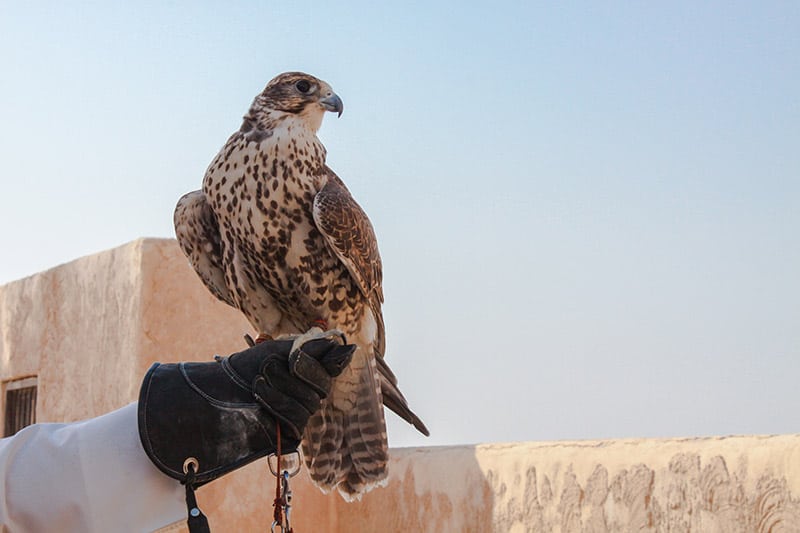 man handling his falcon bird