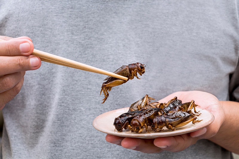 man holding crickets using chopsticks
