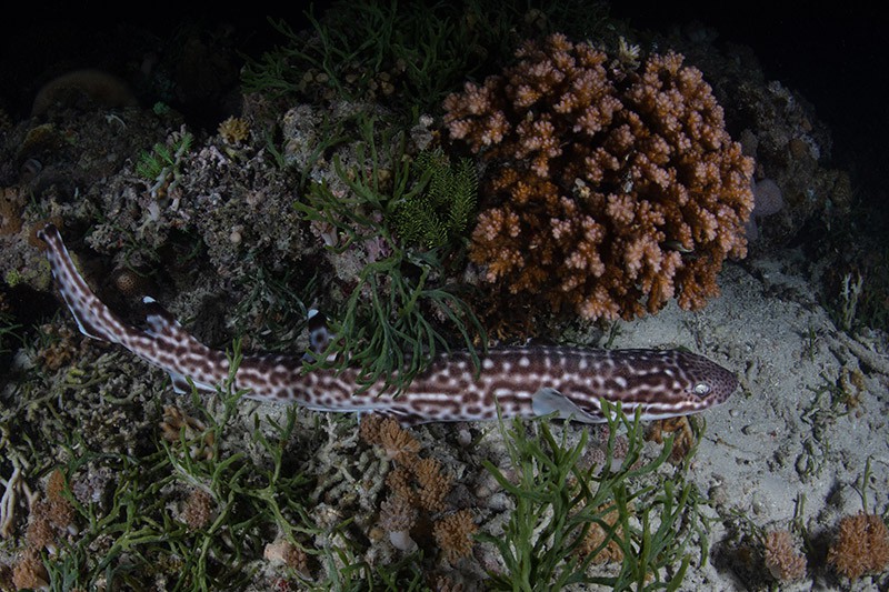marbled cat shark or coral catshark on the sea floor