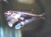 Picture of a Marbled Hatchetfish