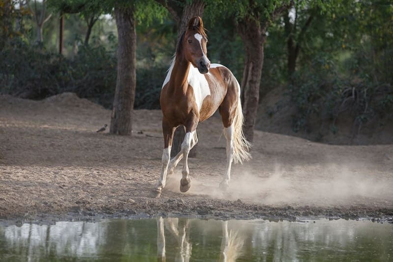 marwari horse running in the paddock