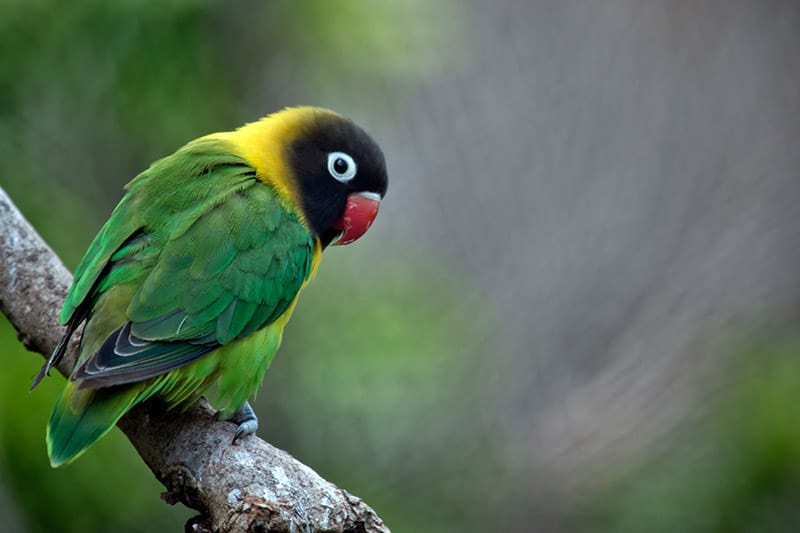 masked lovebird perched in a tree
