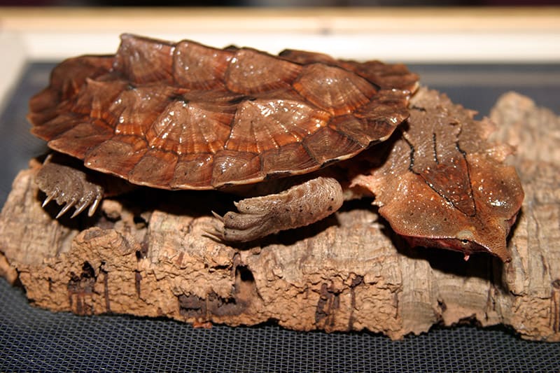 Matamata Turtle on a bark